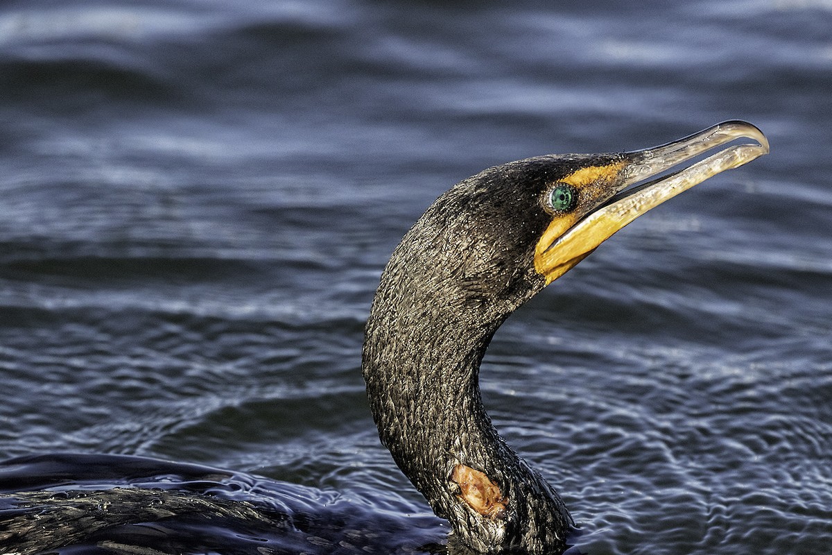 Double-crested Cormorant - ML620074442