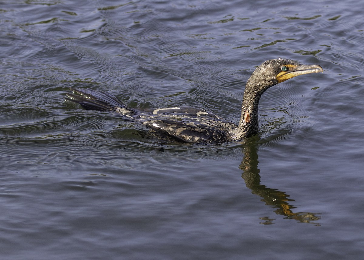 Double-crested Cormorant - ML620074443