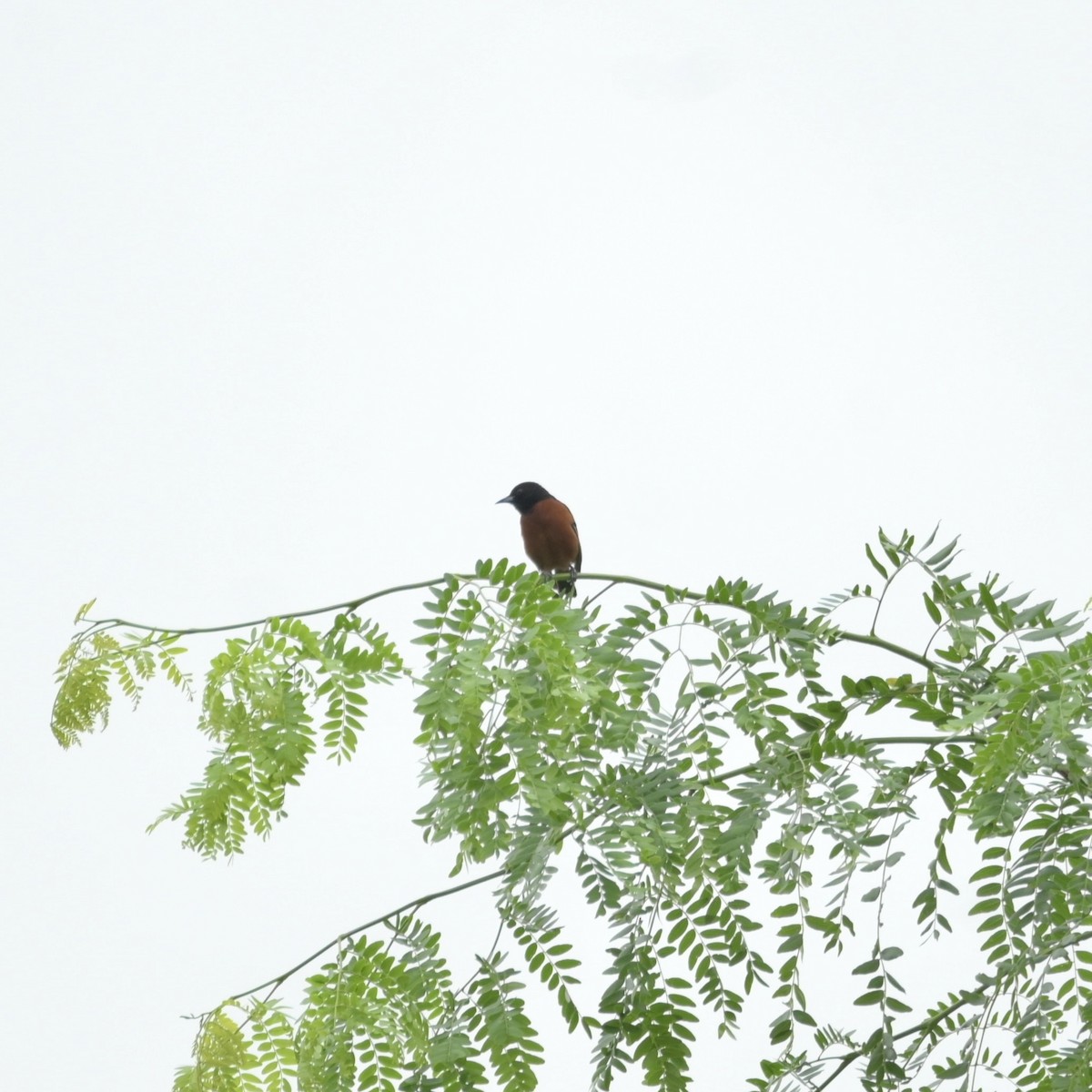 Orchard Oriole - ML620074445