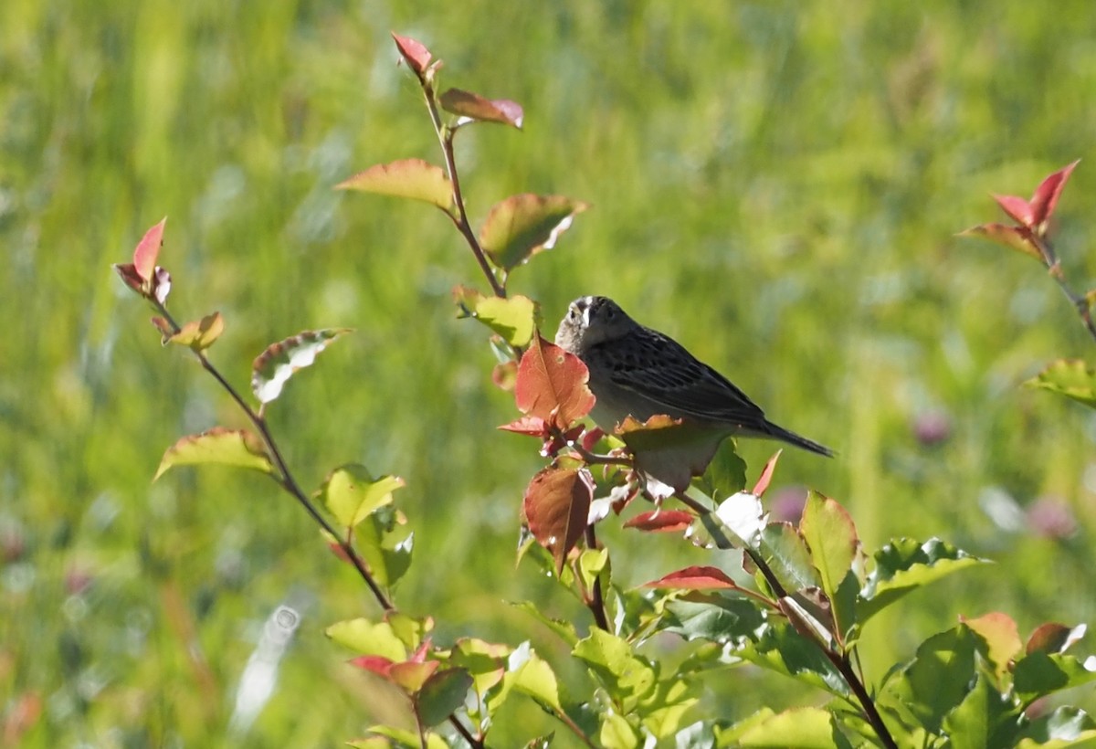 Grasshopper Sparrow - ML620074460