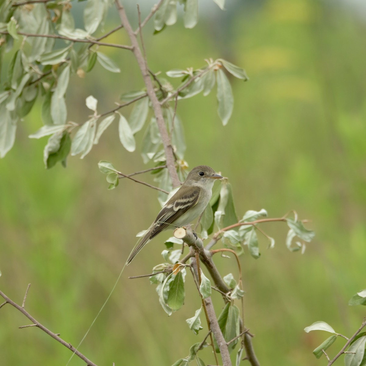 tyranovec vrbový - ML620074467