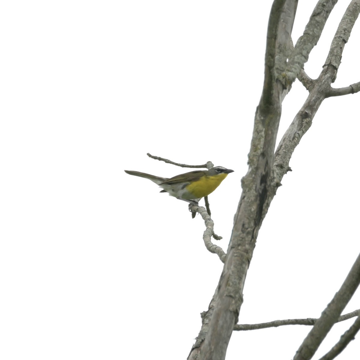 Yellow-breasted Chat - ML620074474