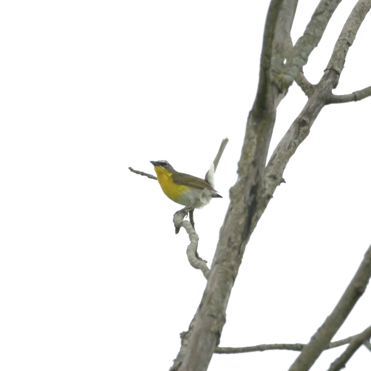 Yellow-breasted Chat - ML620074475