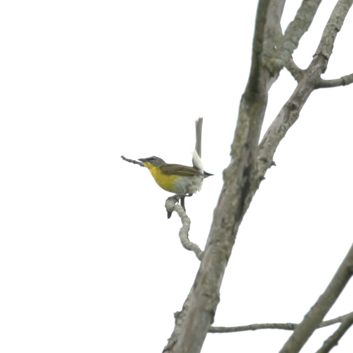 Yellow-breasted Chat - ML620074476
