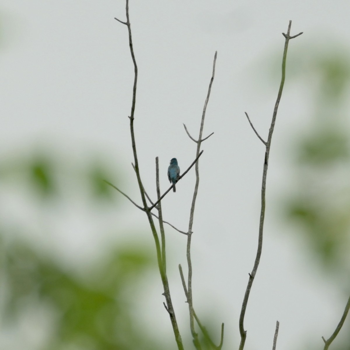 Indigo Bunting - ML620074487