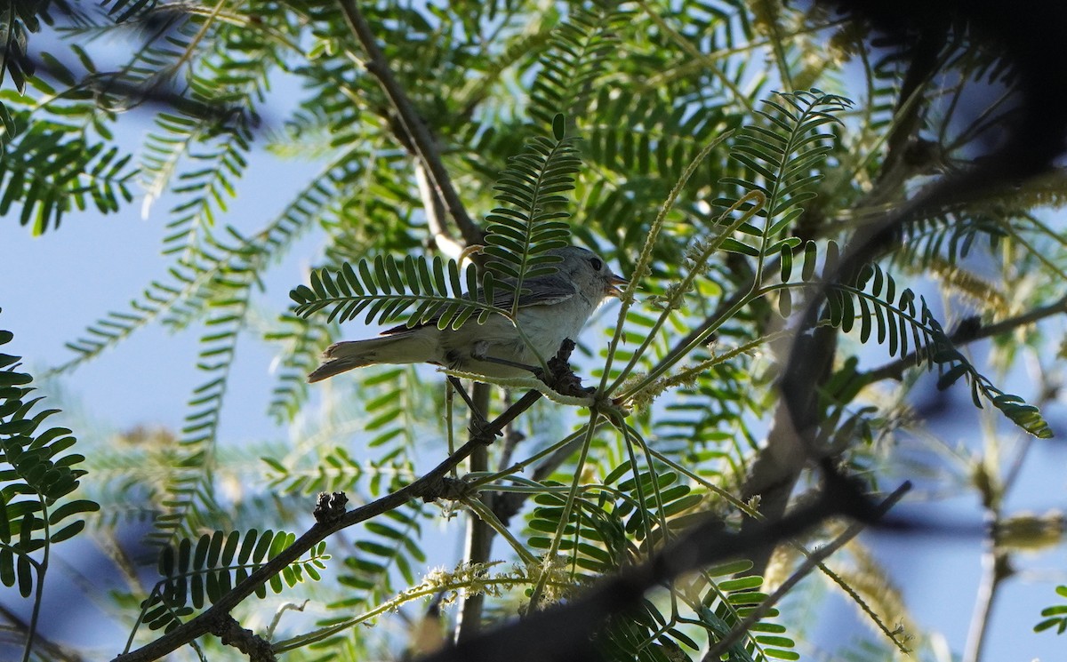 Lucy's Warbler - ML620074489