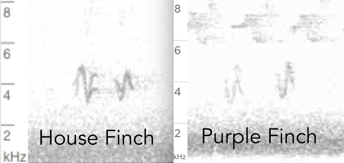 Purple Finch (Eastern) - ML620074493