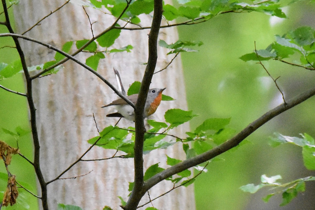 Red-breasted Flycatcher - ML620074494
