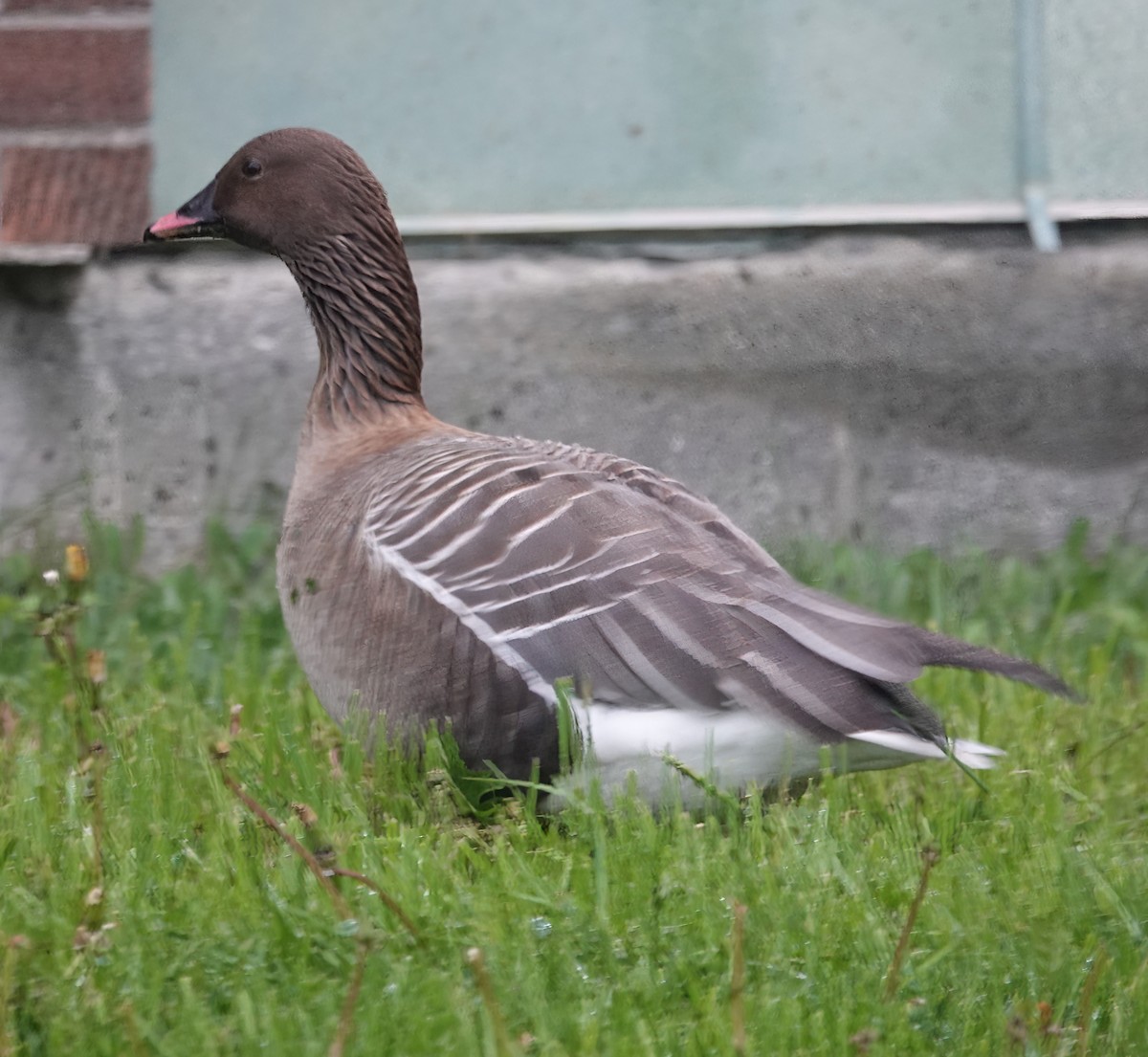 Pink-footed Goose - ML620074510