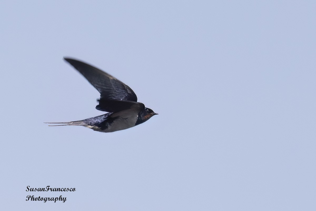 Barn Swallow - ML620074514