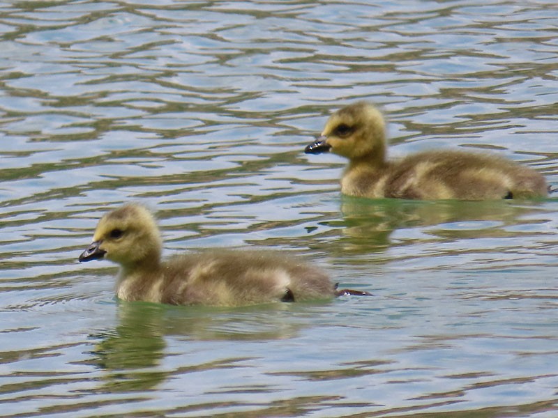 Canada Goose - ML620074516