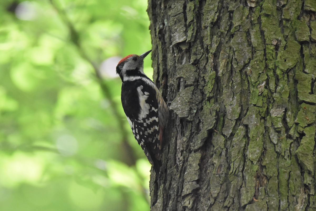 Middle Spotted Woodpecker - ML620074535