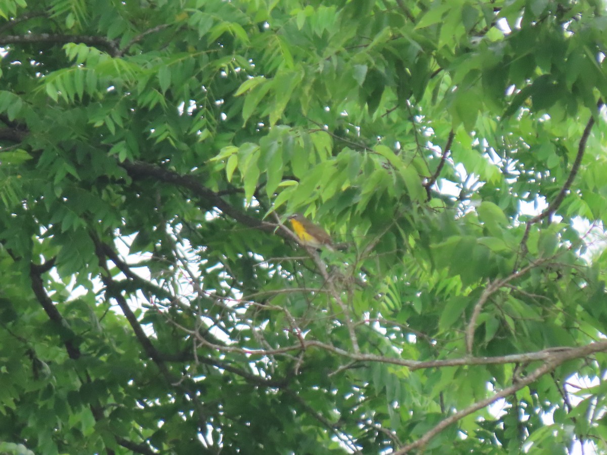 Yellow-breasted Chat - ML620074545