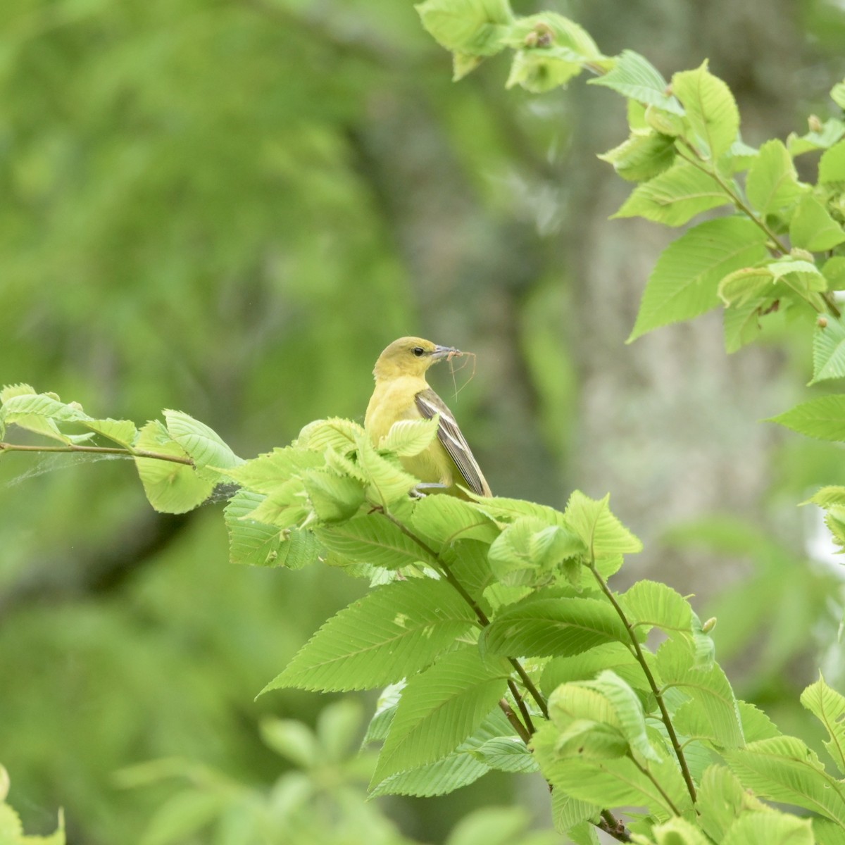 Orchard Oriole - ML620074547