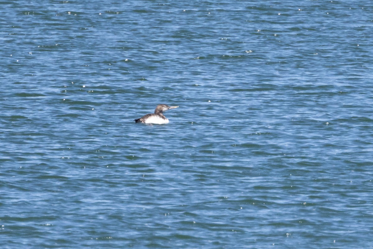 Yellow-billed Loon - ML620074582