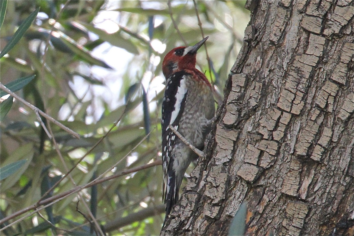 Red-breasted Sapsucker - ML620074593