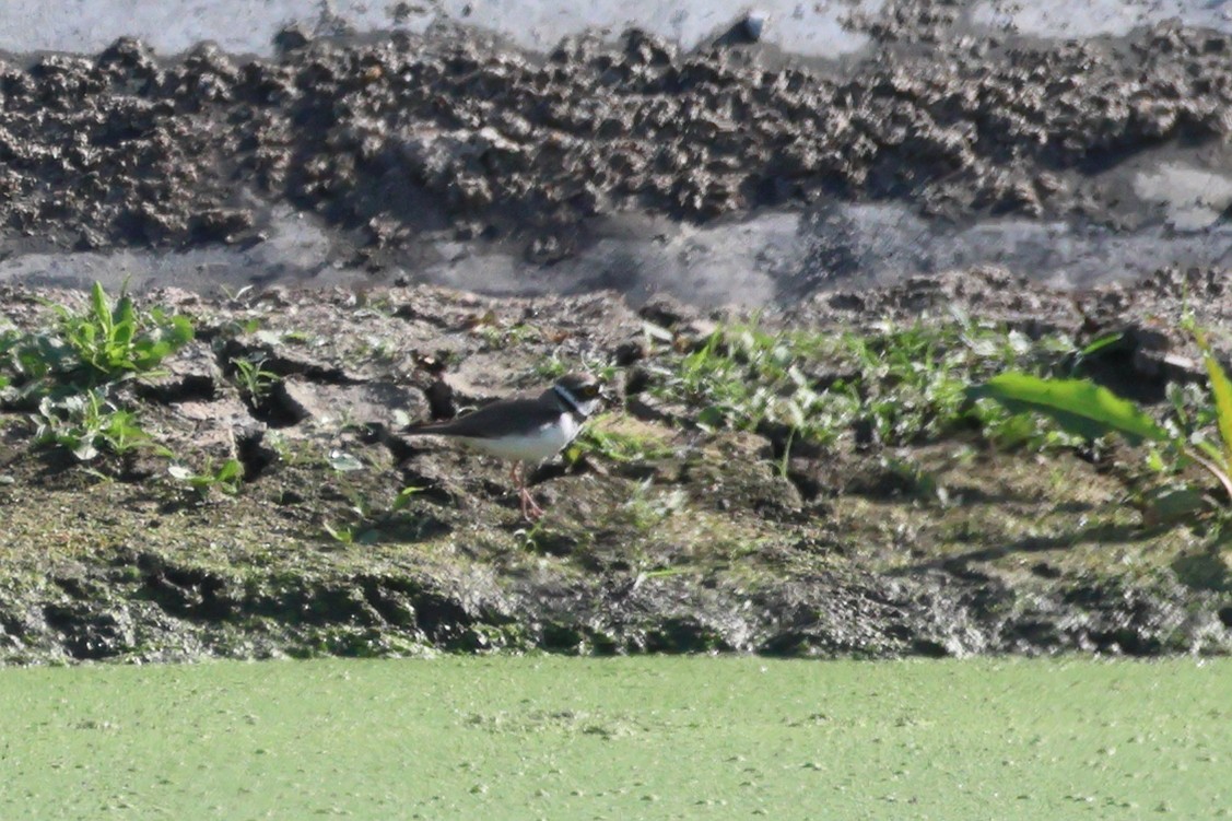 Little Ringed Plover - ML620074601