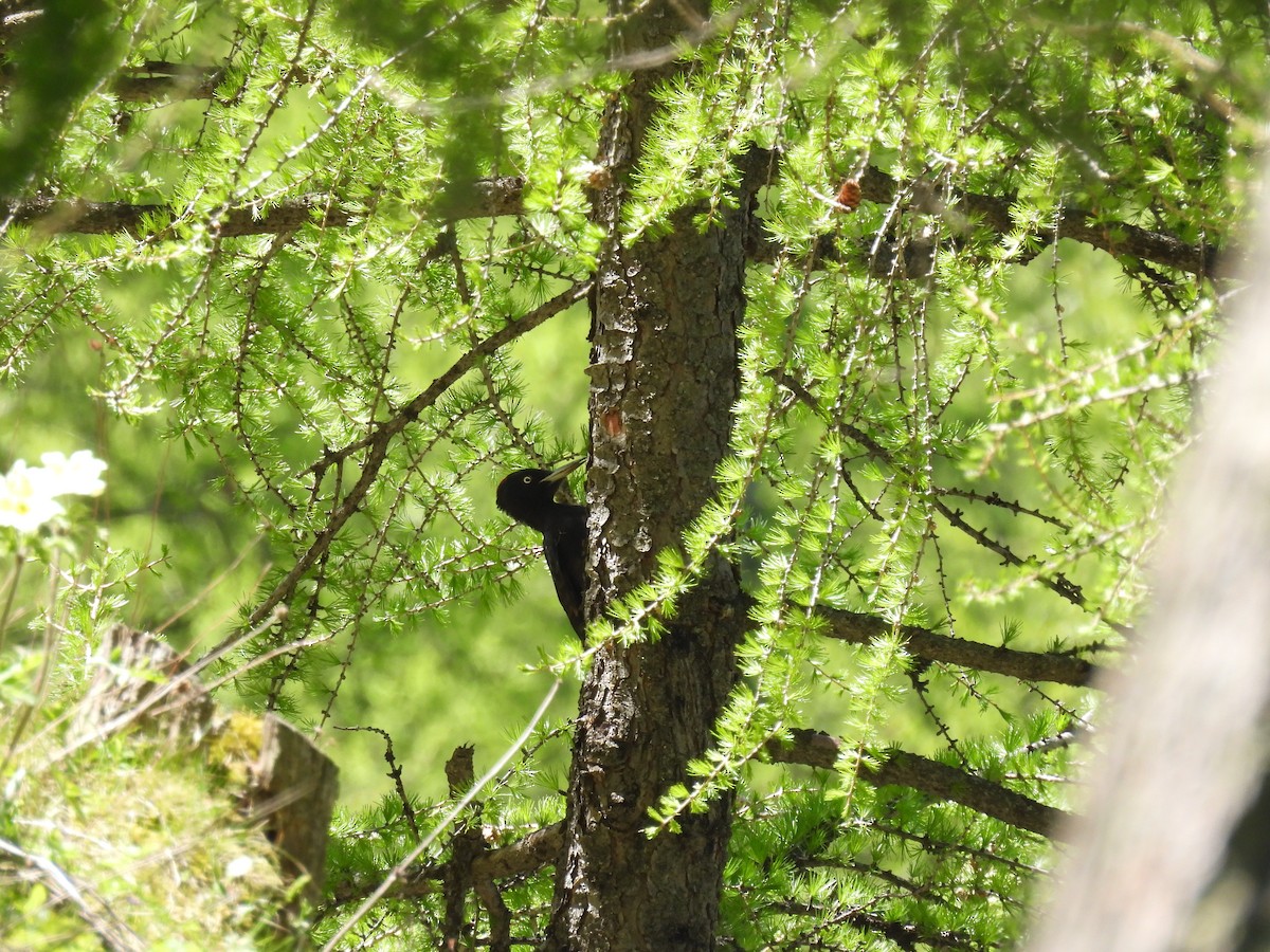 Black Woodpecker - ML620074603