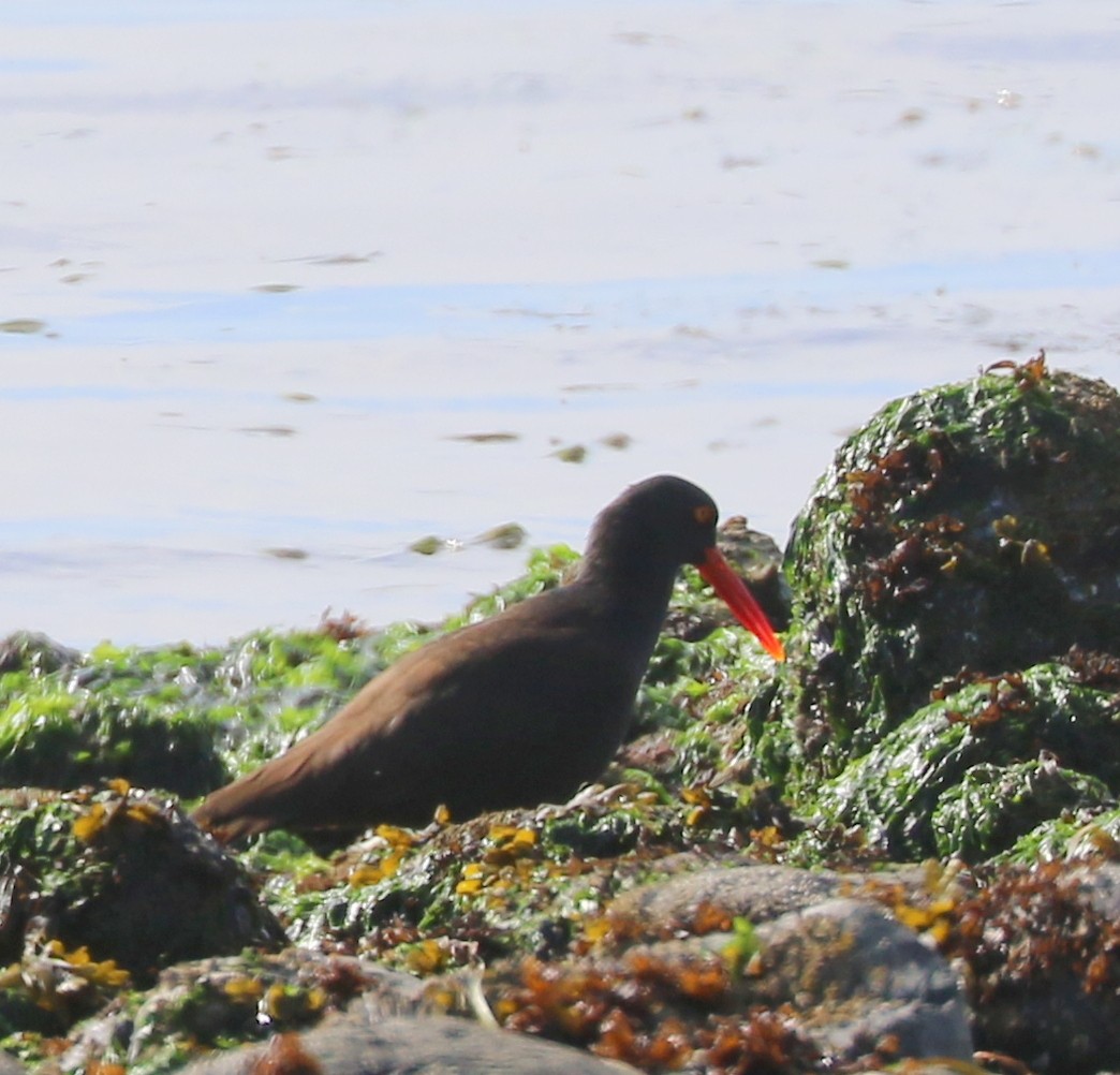 Black Oystercatcher - ML620074604