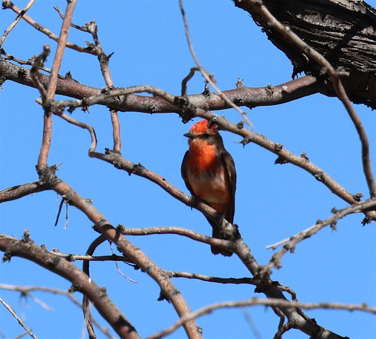 Vermilion Flycatcher - ML620074620