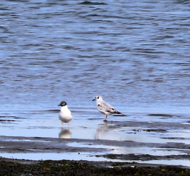 Bonaparte's Gull - ML620074622