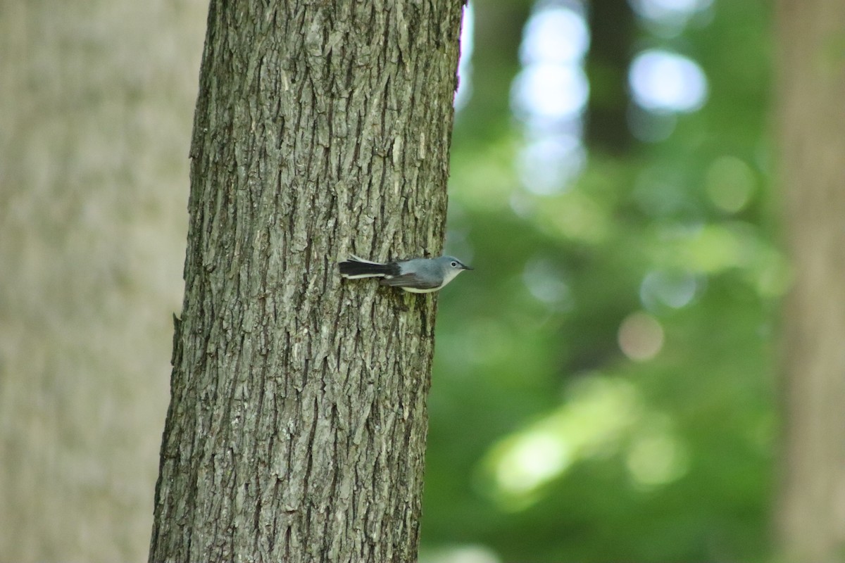 Blue-gray Gnatcatcher - ML620074634