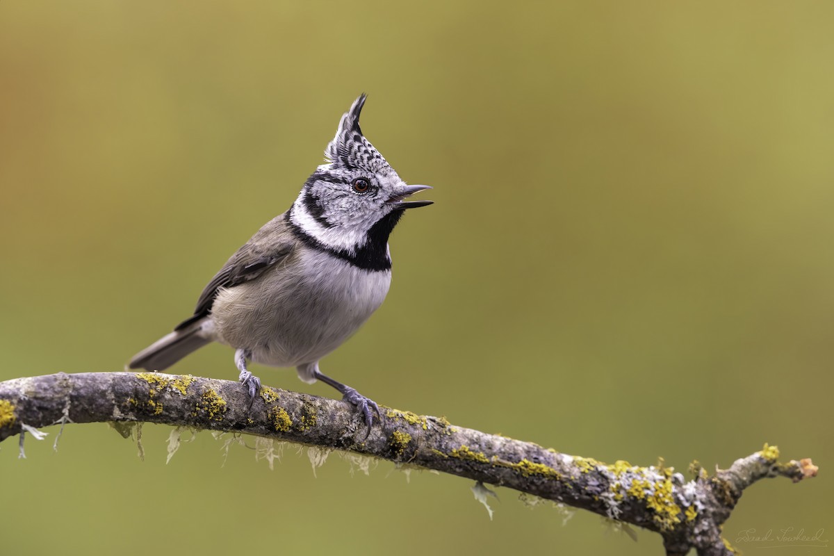 Crested Tit - Saad Towheed