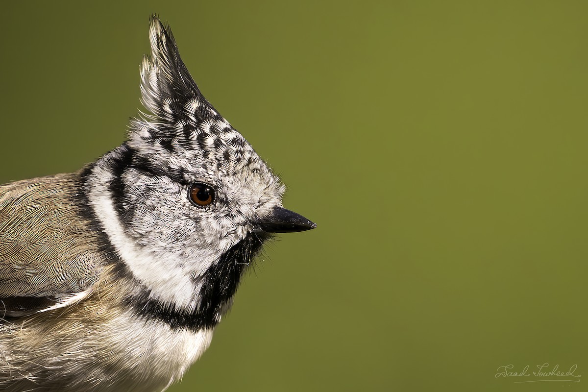 Crested Tit - ML620074647