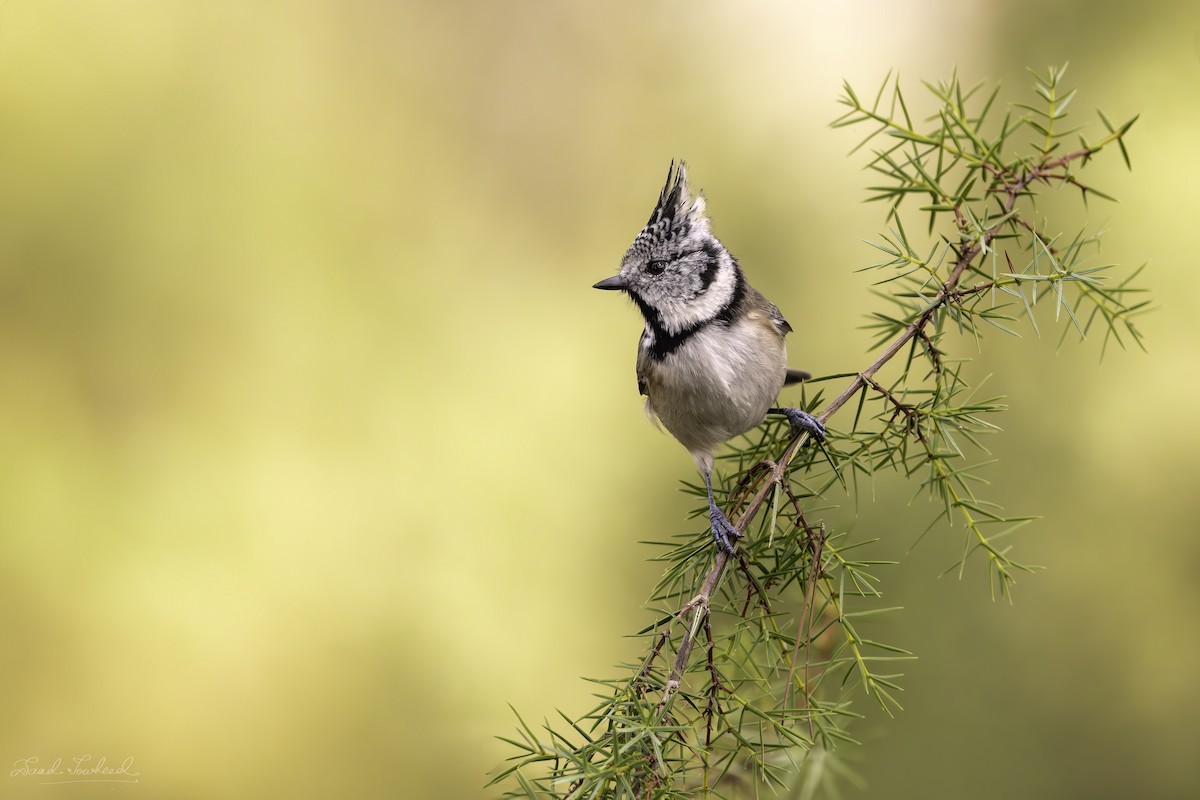 Crested Tit - ML620074651
