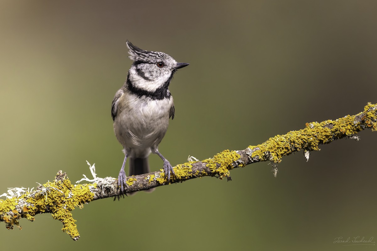 Crested Tit - ML620074653