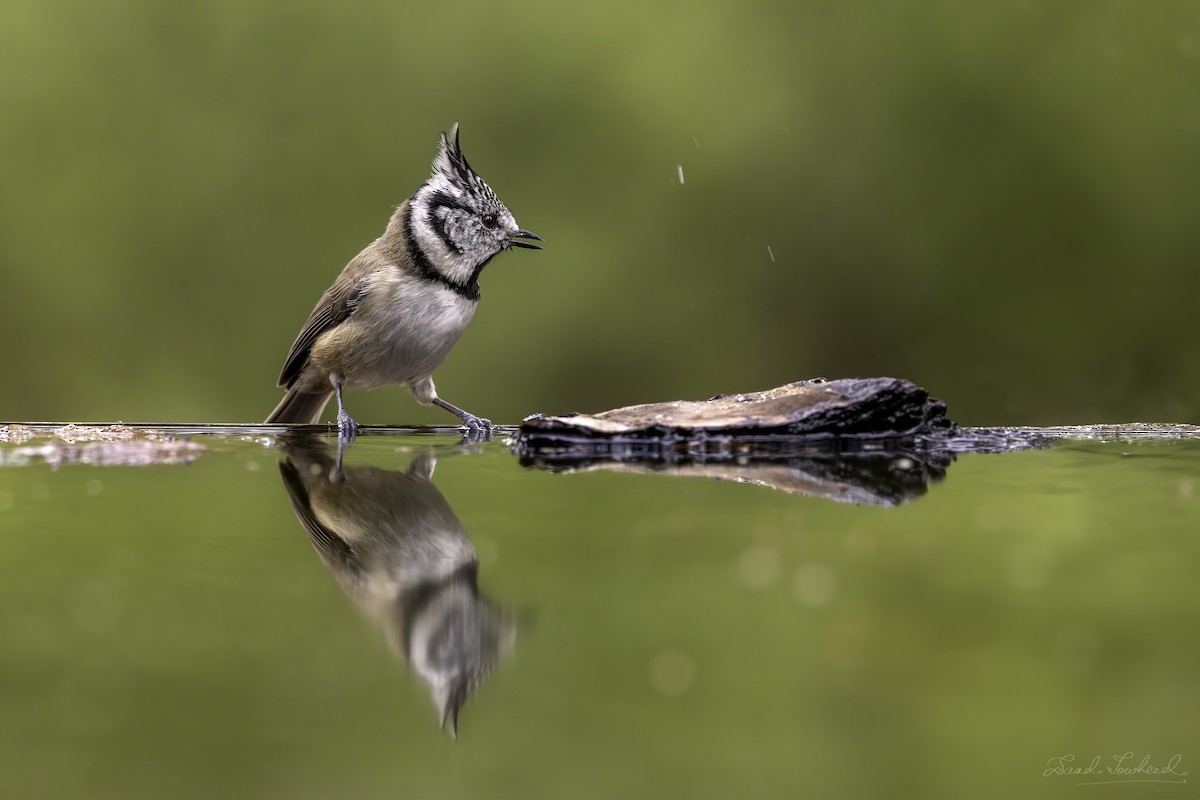 Crested Tit - ML620074654