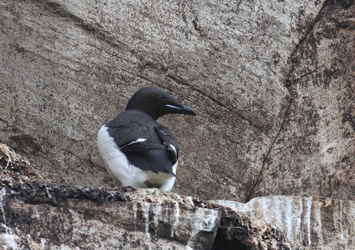 Thick-billed Murre - ML620074662