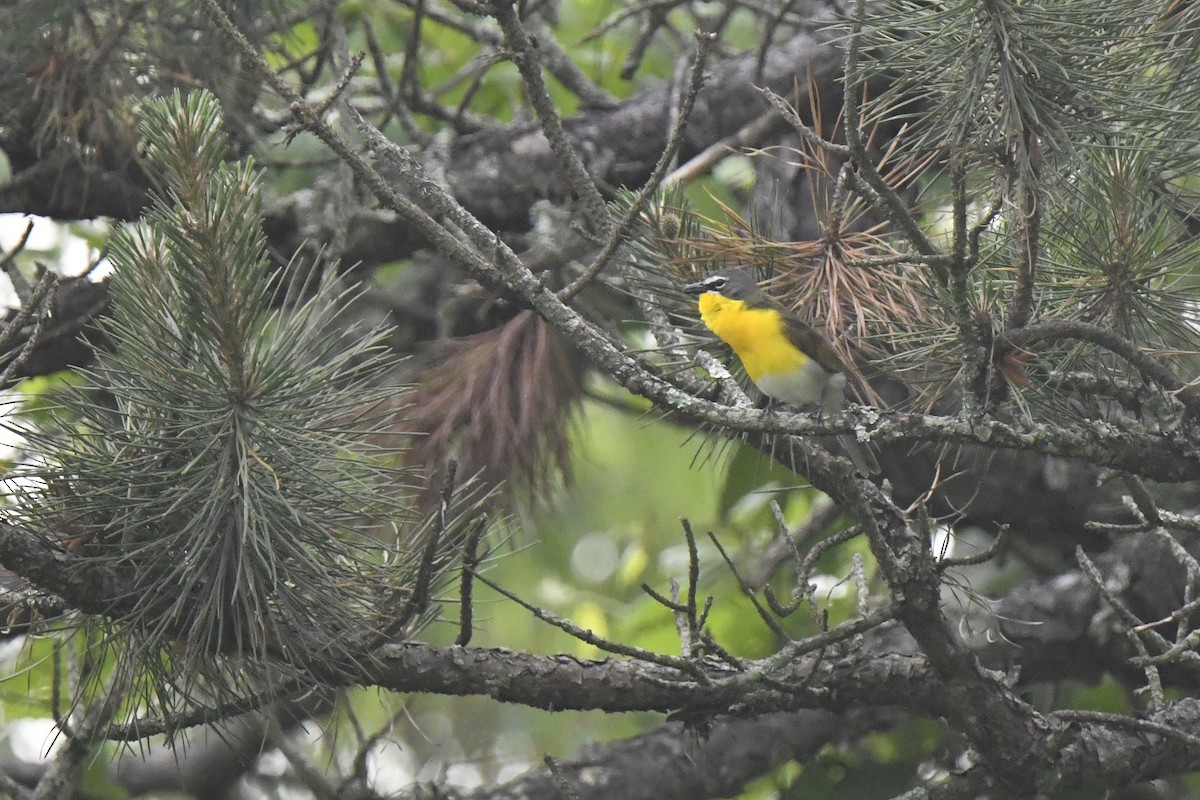 Yellow-breasted Chat - ML620074676