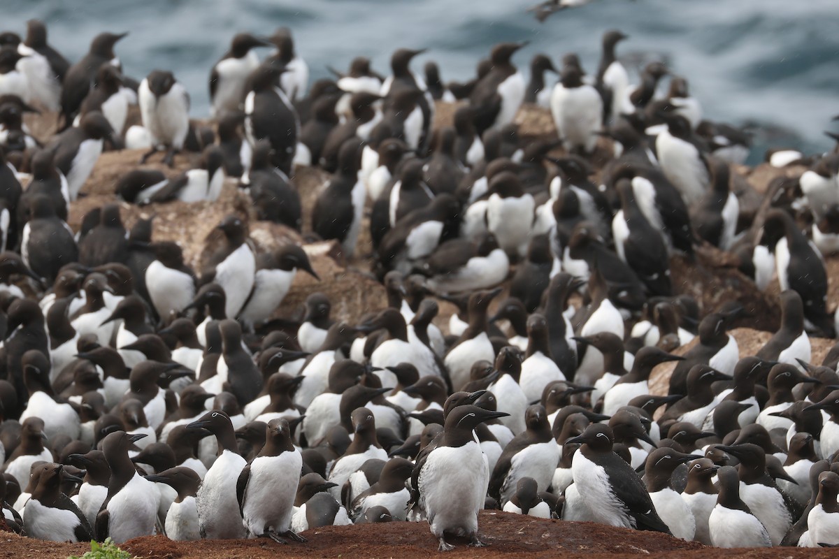 Common Murre - Fabrice Schmitt