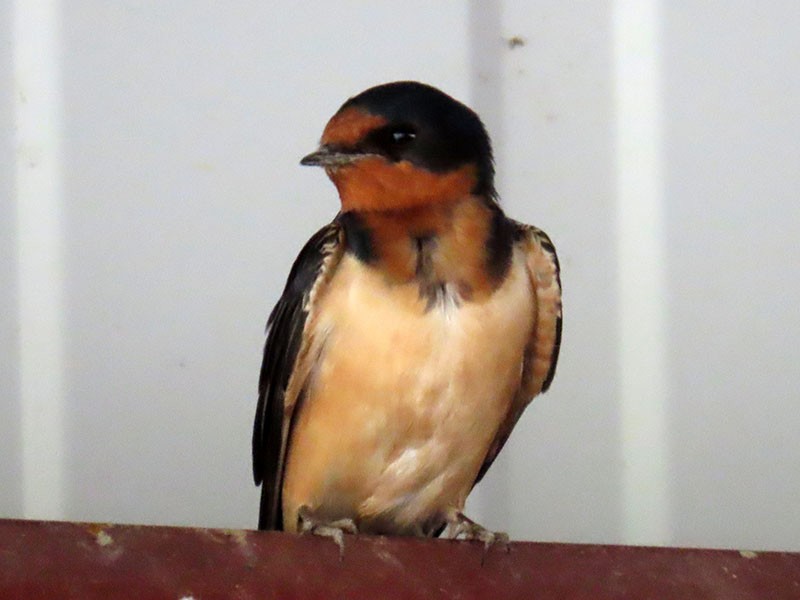 Barn Swallow - Karen Lebing