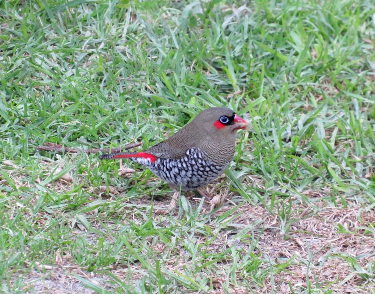 Red-eared Firetail - ML620074689