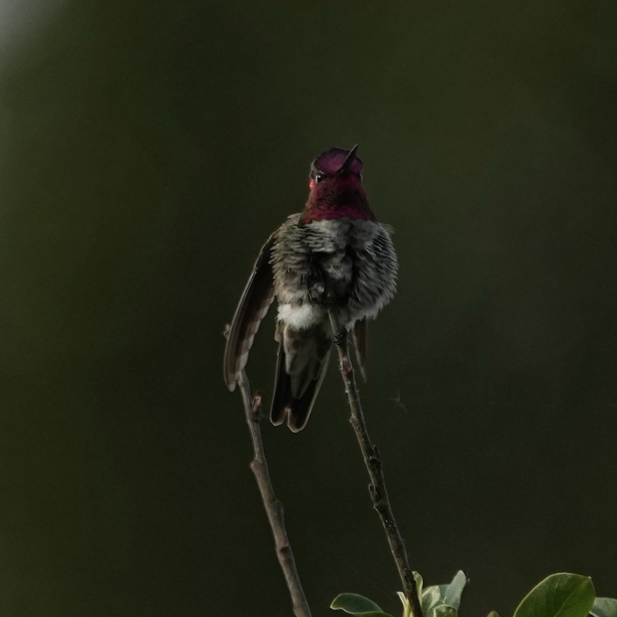 Anna's Hummingbird - ML620074690