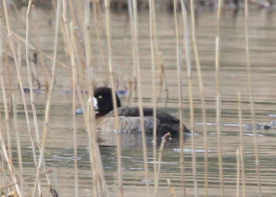 Greater Scaup - ML620074695