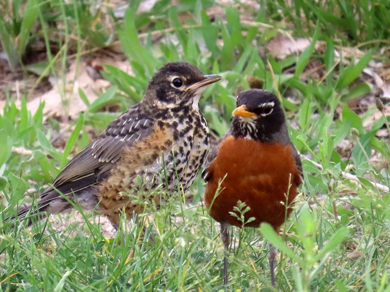 American Robin - ML620074706