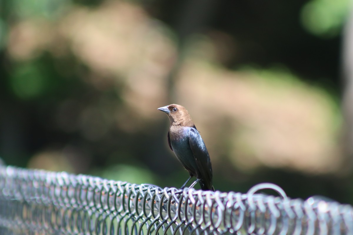 Brown-headed Cowbird - ML620074714