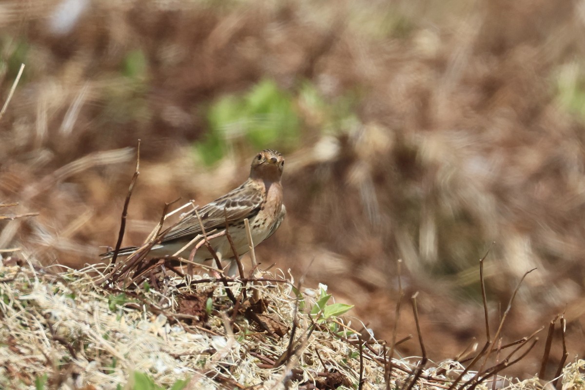 Red-throated Pipit - ML620074715