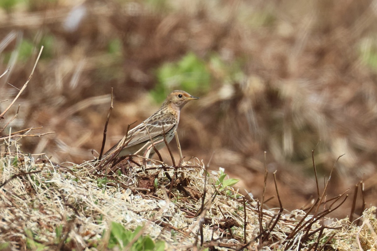 Red-throated Pipit - ML620074716