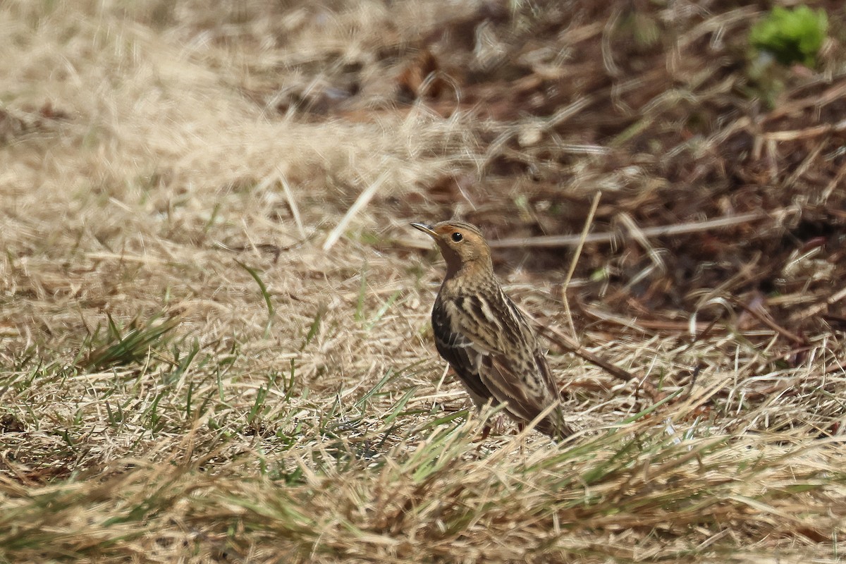 Red-throated Pipit - ML620074717