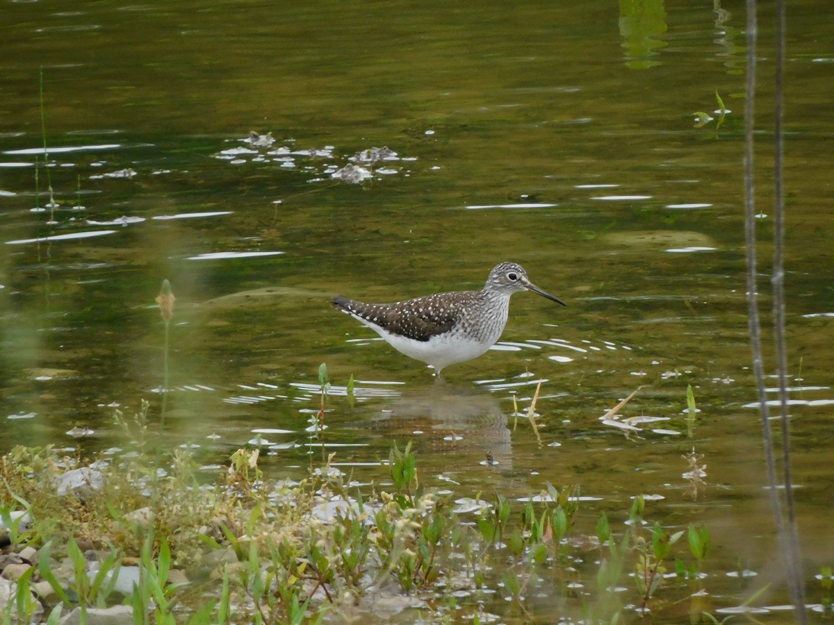 Solitary Sandpiper - ML620074732