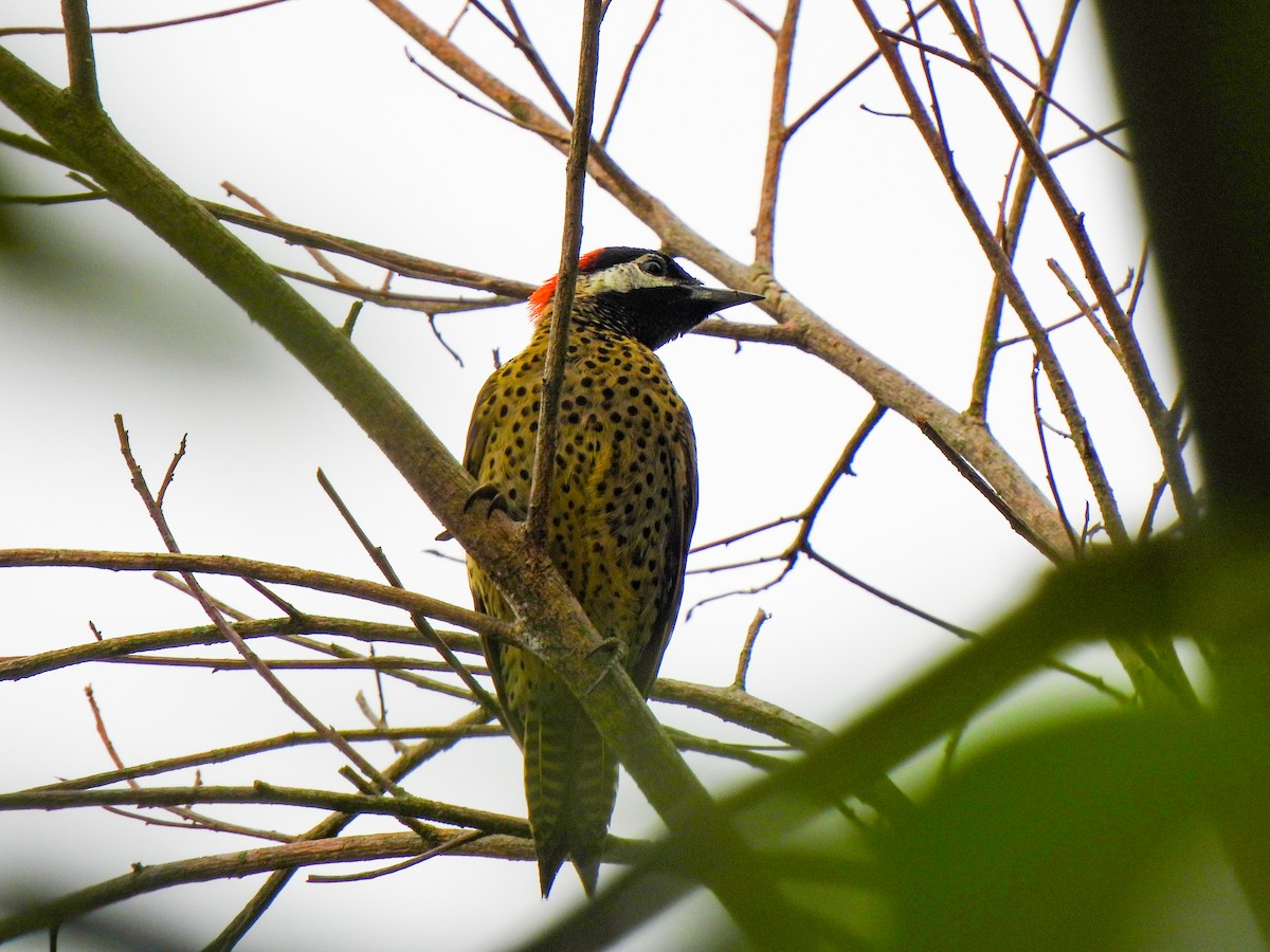 Spot-breasted Woodpecker - ML620074733