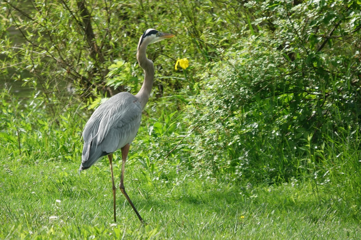 Great Blue Heron - ML620074734