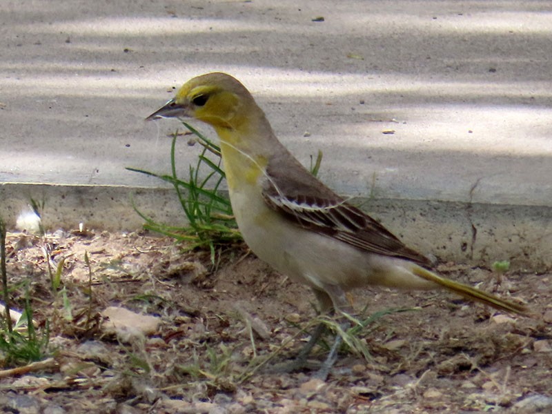 Bullock's Oriole - ML620074736