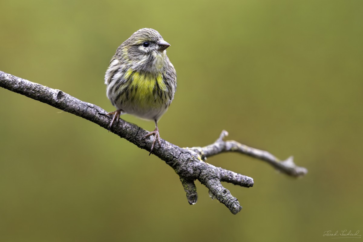 European Serin - ML620074746