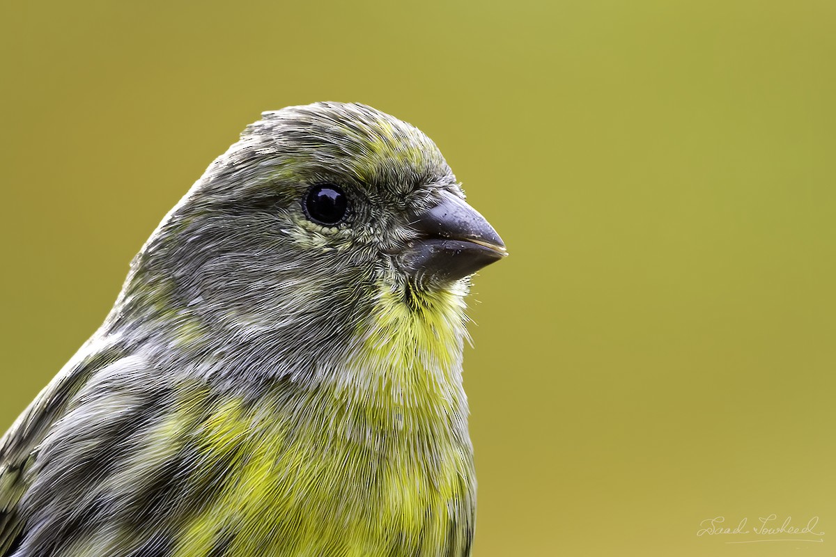 European Serin - ML620074747