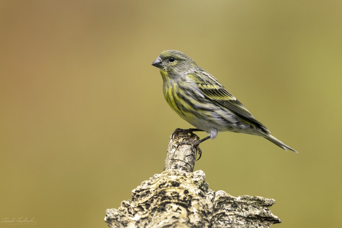 European Serin - ML620074750